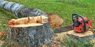 How Our Tree Care Process Works  in  Mcmillin, WA