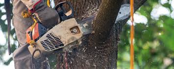 Reliable Mcmillin, WA Tree Care Solutions