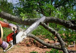Best Tree Mulching  in Mcmillin, WA