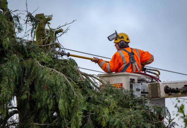 Best Firewood Processing and Delivery  in Mcmillin, WA