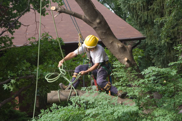 Best Tree and Shrub Care  in Mcmillin, WA