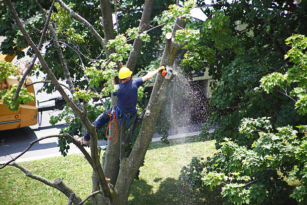 Best Leaf Removal  in Mcmillin, WA