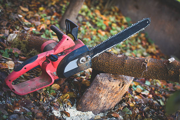 Best Tree Health Inspection  in Mcmillin, WA